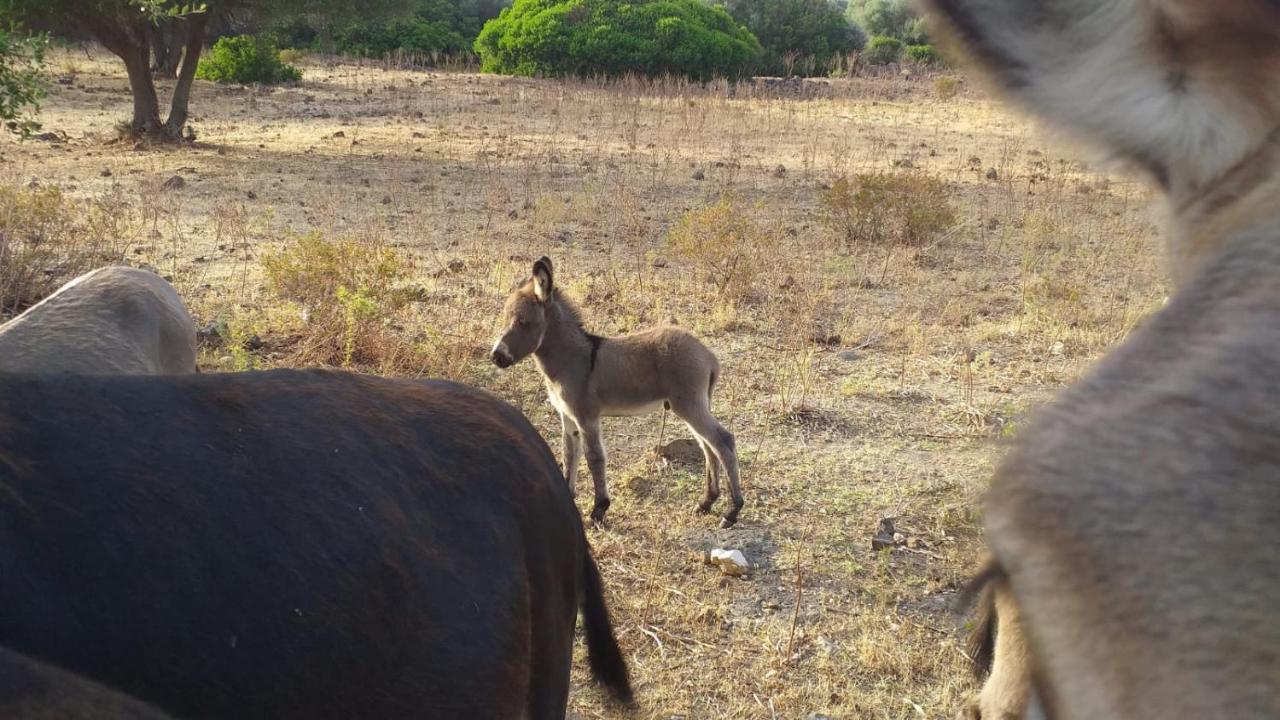 Vistamare Villa Orosei Bagian luar foto