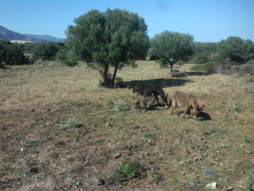Vistamare Villa Orosei Bagian luar foto