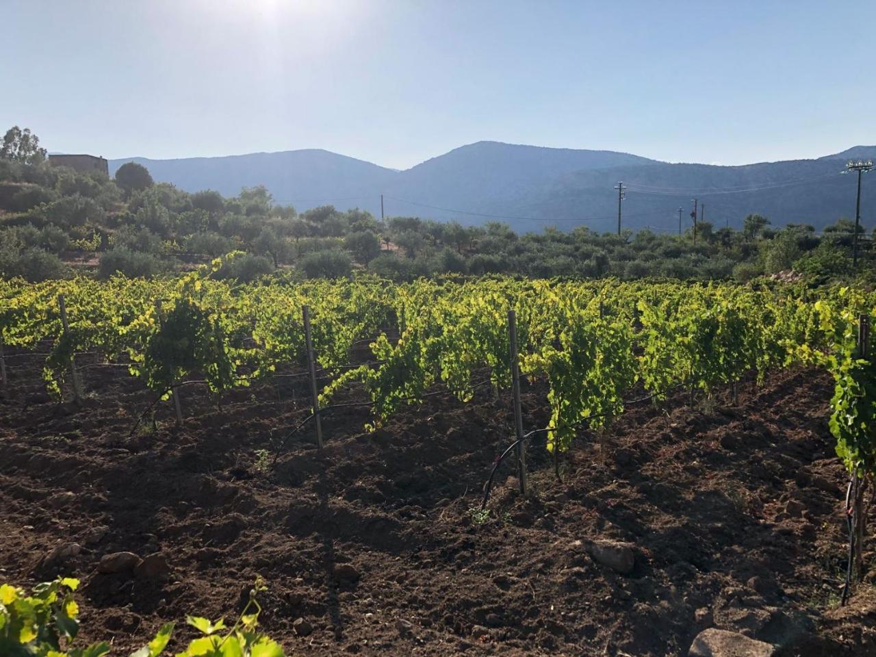 Vistamare Villa Orosei Bagian luar foto